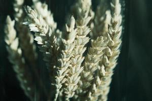 Close-up de espigas secas de trigo marrón y dorado foto