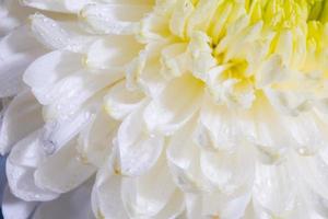 Beautiful pattern of petals of the blossom head of a chrysanthemum flower photo