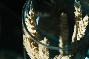 Close-up of brown and golden dry ears of wheat photo