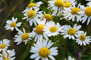 Blooming yellow camomile flowers with white petals in a field photo