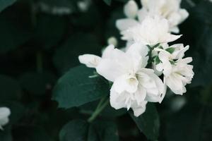 Floración de flores de jazmín blanco en el arbusto con hojas verdes. foto