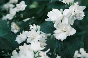 Blooming white jasmine flowers on the bush with green leaves photo