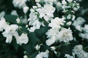 Floración de flores de jazmín blanco en el arbusto con hojas verdes. foto