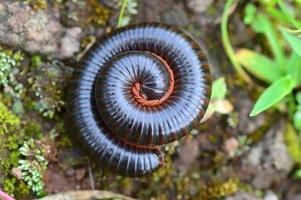 Millipede curl up in rainy day photo