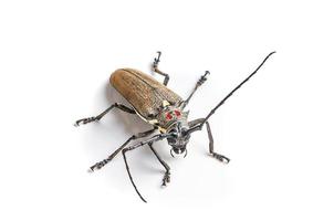 Tree borer, Batocera rufomaculata isolated on a white background photo