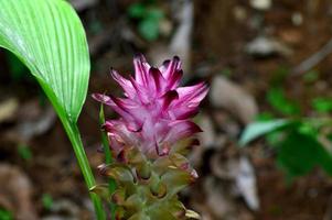 Close-up of Turmeric Flower in farm field photo