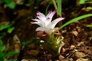 Close-up of Turmeric Flower in farm field photo