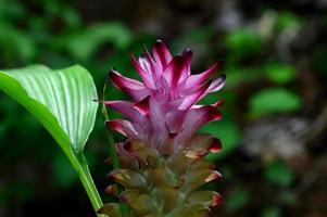 Close-up of Turmeric Flower in farm field photo
