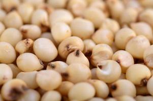 Sorghum arrange as background, Close up. photo