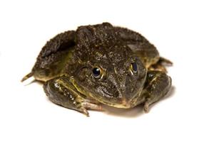 Close up of Frog isolated on a white background photo