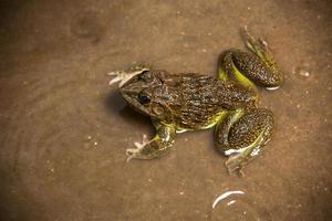 Frog in water or pond, close up photo