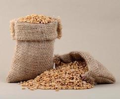 Wheat in small sack on background, Close up. photo