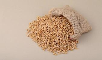 Wheat in small sack on background, Close up. photo