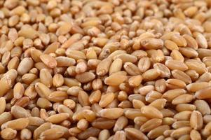 Wheat grains as agricultural background. close up. photo