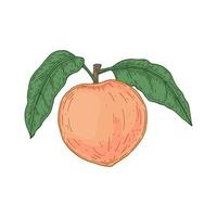 Hand drawn peach isolated on white background. Vector illustration in sketch style. Design element for package, label, poster, print, menu