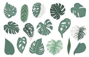 Leaf summer object with monstera vector