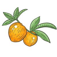 A pair of whole peaches on a branch with leaves, hand drawing Vector