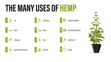 The many uses of hemp, white poster with infographic of uses of cannabis and greenbush of cannabis plant vector