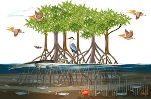 Mangrove forest scene  with animals in the water vector