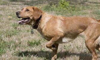 Hunting dog making the sign in france photo