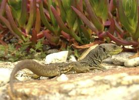 Ocellated Lizard In Galicia, Spain photo