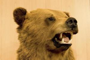 taxidermia de la cabeza de un oso foto