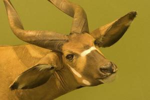 Taxidermy of head with horn of animals photo