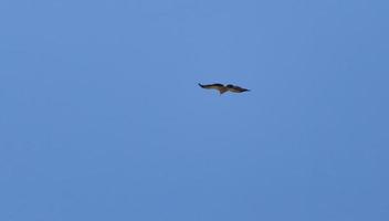 Vulture in flight looking for its prey in the province of Soria, Castilla y Leon, Spain photo