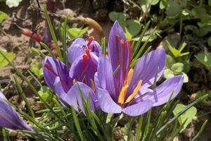 Producer of saffron in France photo