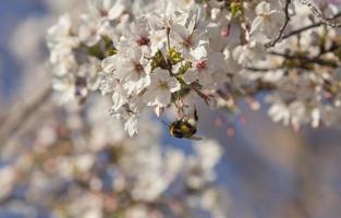 The first insects pollinate the first flowers of spring in Madrid, Spain photo