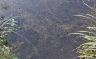 Insects walking on the water of the Tera River in the town of Garray in the province of Soria, Castilla y Leon, Spain photo