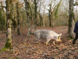 Researcher of black truffle with pig in Perigord, France photo