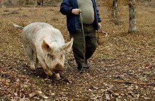 Cosecha de trufas negras con la ayuda de un cerdo en Lalbenque, Francia foto