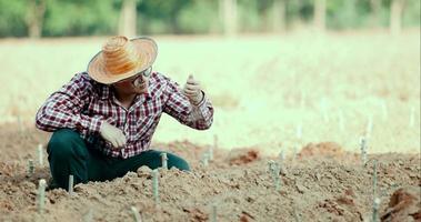 Joven agricultor comprobando la calidad del suelo alrededor del corte de yuca plantada video