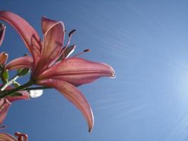 Pink lilies in the background of the sky. Delicate flowers on a blue background. with a sunshine. photo