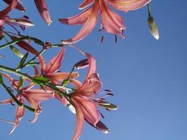 lirios rosados en el fondo del cielo. delicadas flores sobre un fondo azul. foto