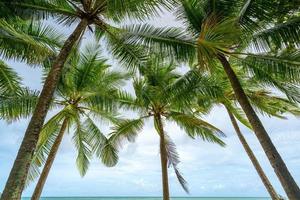fondo de temporada de verano de increíbles palmeras de coco foto