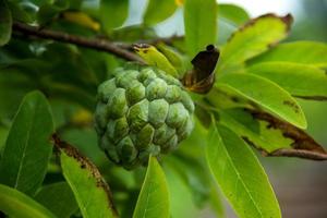 Custard apples or Sugar apples or Annona squamosa Linn. growing on a tree. photo