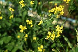 Mustard flowers blooming on plant at farm field with pods. close up. photo