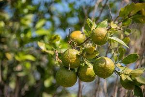 naranjos en el jardín. Cerca de una naranja colgando de un árbol en una granja de naranjos. foto