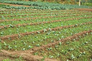 campo o granja de repollo, coles verdes en el campo de la agricultura foto