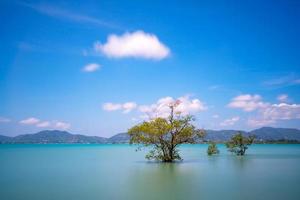 Long exposure image of Mangrove trees in the sea at Phuket island photo