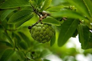 Custard apples or Sugar apples or Annona squamosa Linn. growing on a tree. photo