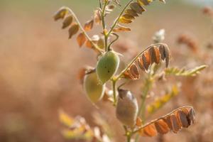 Chickpeas pod with green young plants in the farm field, Closeup. photo