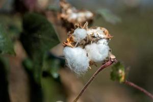 Cotton farm field, Close up of cotton balls and flowers. photo