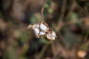 Cotton farm field, Close up of cotton balls and flowers. photo