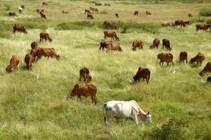 vacas y toros pastando en un exuberante campo de hierba foto