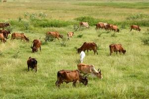 Cows and bulls are grazing on a lush grass field photo