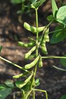 Fresh green soy plants in the farm field photo