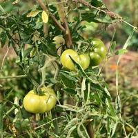 Planta de tomate fresco en granja orgánica. foto